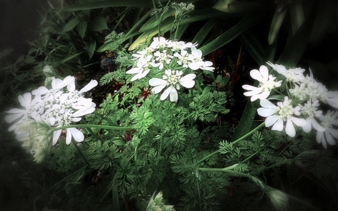 ニンジン葉のようですが オルレア 白い花 はなのなは