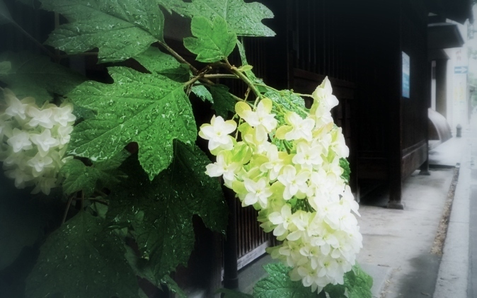 6月の花画像 カシワバアジサイ 円錐状の白い花 はなのなは