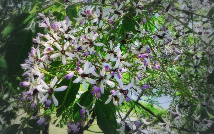 5月の花画像 センダン 薄紫の花 鴨川二条大橋東詰南 はなのなは