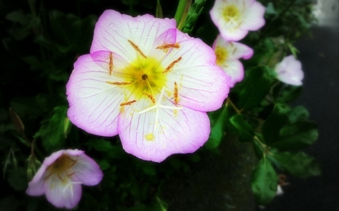 5月の花画像 ヒルザキツキミソウ 薄ピンクの花 堀川 はなのなは