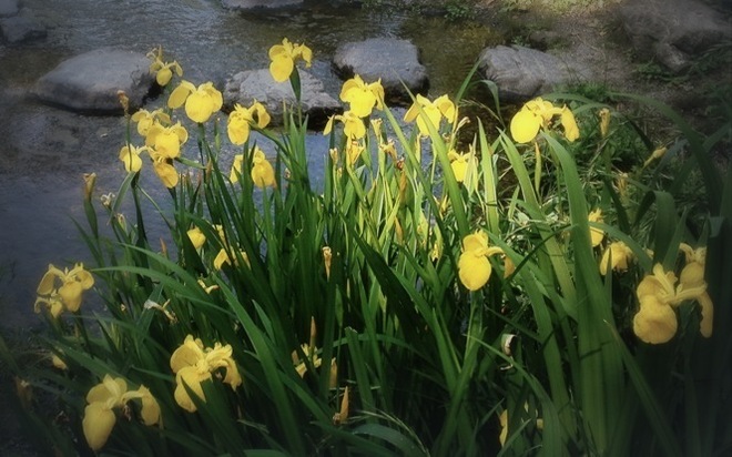 5月の花画像 黄菖蒲 黄色い花 京都御苑出水の小川 はなのなは